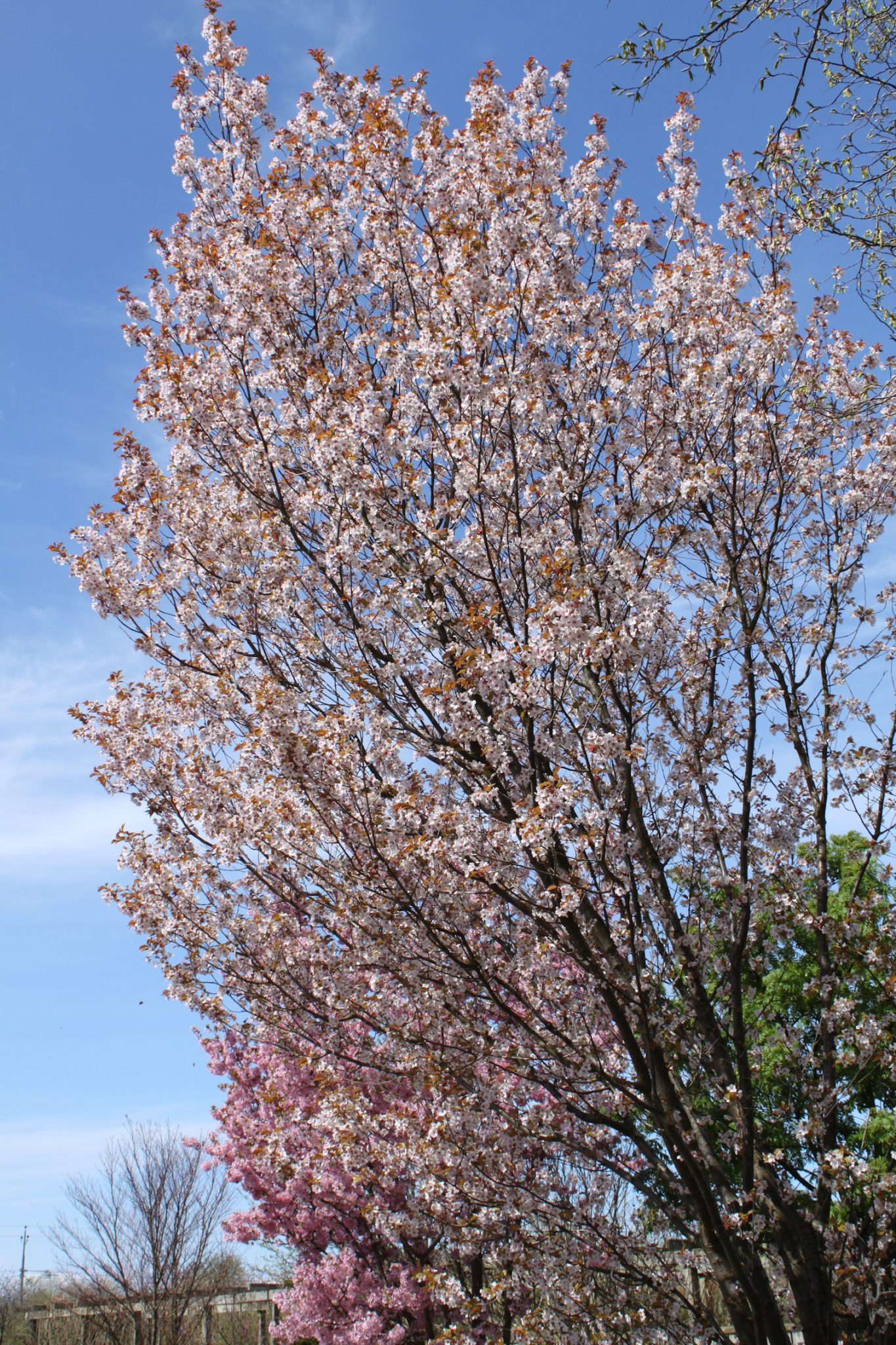 Prunus ’Spire’ - Tönnersjö Plantskola