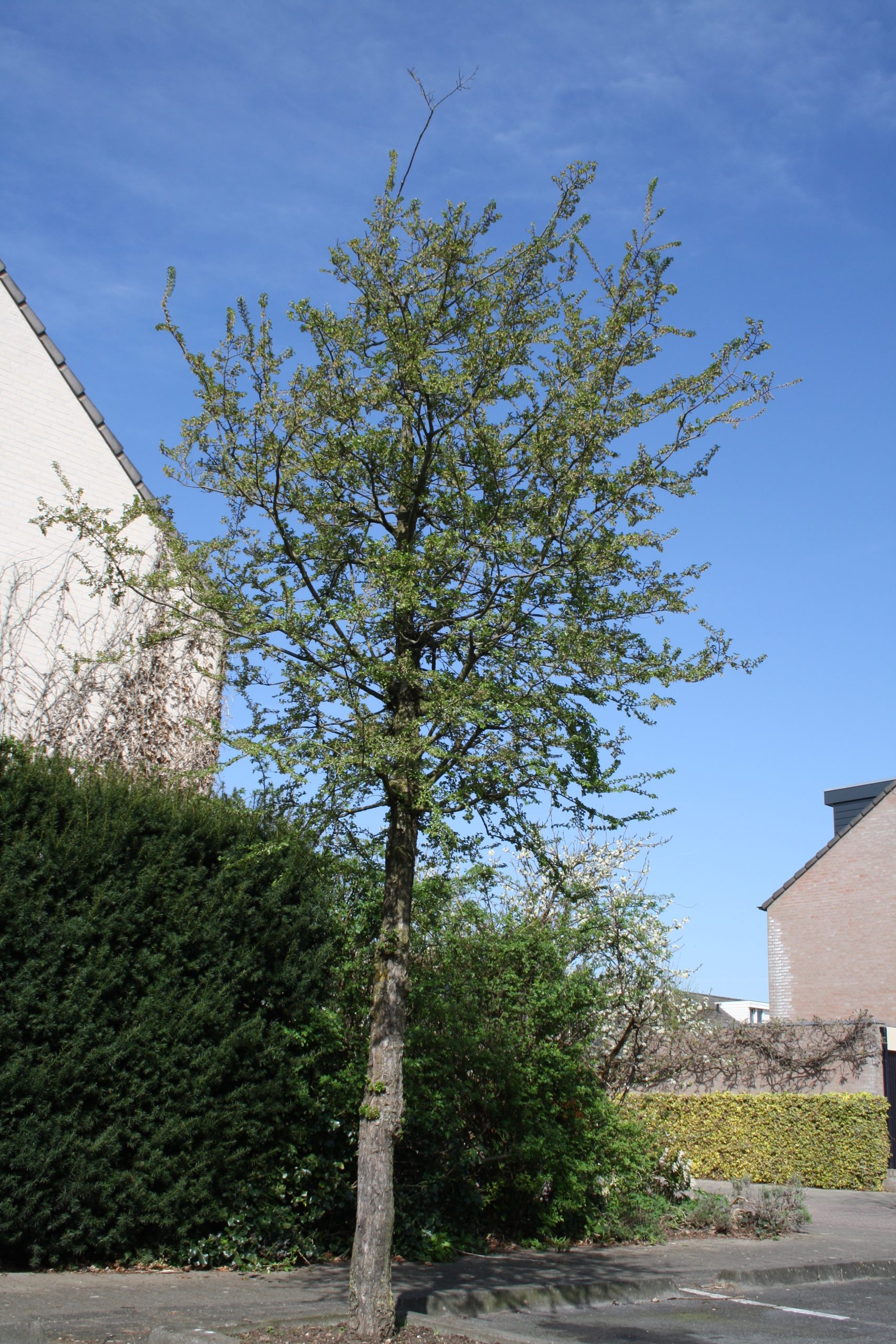 Nothofagus antarctica Tönnersjö Plantskola