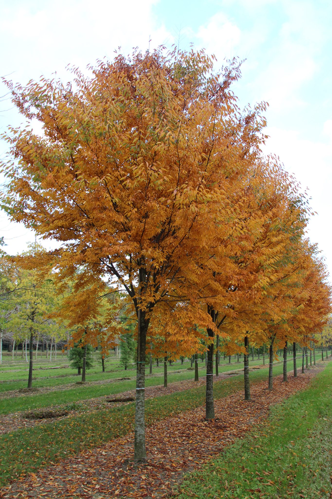 Zelkova serrata Green Vase Tönnersjö Plantskola